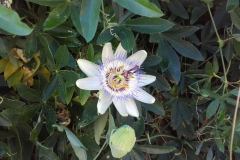 20150820_120934