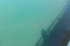 20150820_123952